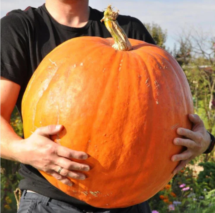 Bomba! Big Max Pumpkin