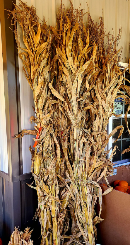 Corn Stalks